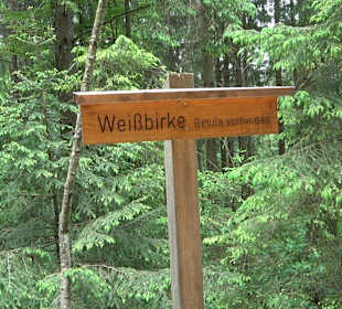 Waldlehrpfad in Tieringen