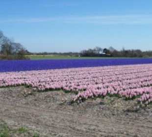 Tulpen velden