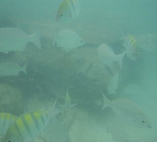 Fische im Karibischen Meer vor dem Hotelstrand