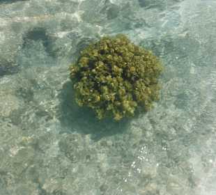 Hausriff, rechts von der Marina