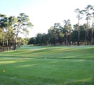 Kiefern umsäumte Bahnen