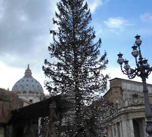 Weihnachtsbaum 2009 aus Belgien