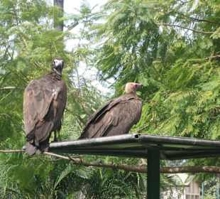 Geier zu zweit