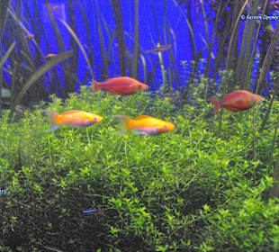 Aquarium
