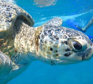 Abou Dabab (Marsa Alam)