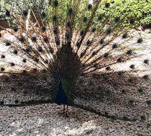 Pfau im Palmitos Park
