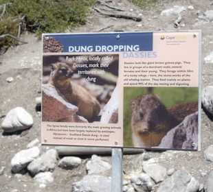 Stoney Point African Penguin Breeding Colony