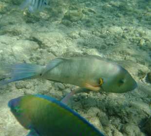 Schönes Riff mit bunten Fischen