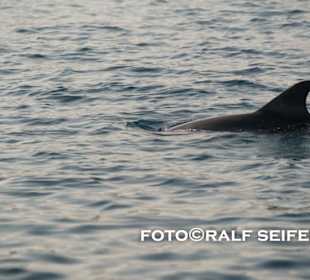 Delphine in der Tamarin Bucht