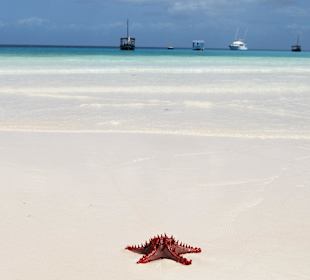 Seestern ... auf der Sandbank 