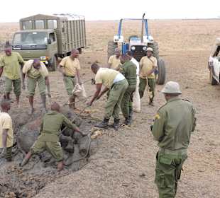 Babyfant-Rettung auf dem Weg nach Galdessa