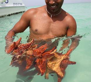 Seesterne bei Ausflug nach Isla Saona