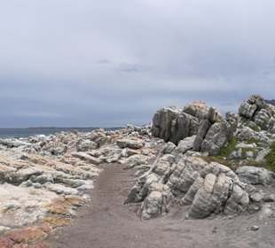 Pinguine und Kormorane