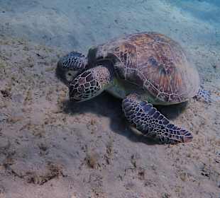 Schnorcheln Abu Dabbab