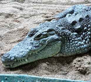 Im Krokodilhaus des Meeresaquariums
