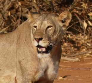 Geführte Touren Marco Polo Tours & Safaris Diani Beach 