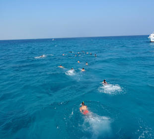 Schwimmen mit Delfinen