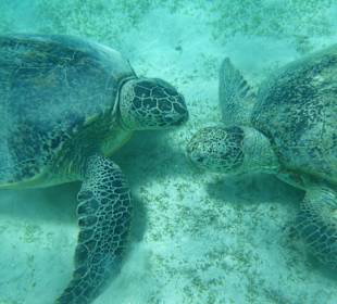 Grüne Meeresschildkröte