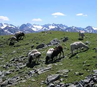 Versailspitze 2.462m, oberhalb Galtür,