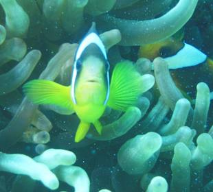 Tauchen/Anemonenfisch