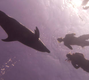 So genial bei Delfinausflug mit MO