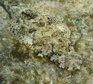 Teppich Krokodil