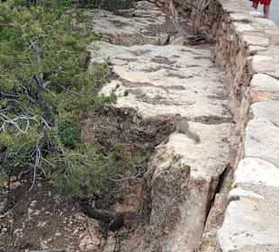 Grand Canyon - Squirrel