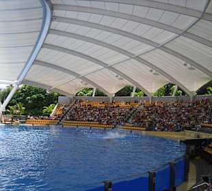 Prall gefülltes Stadion