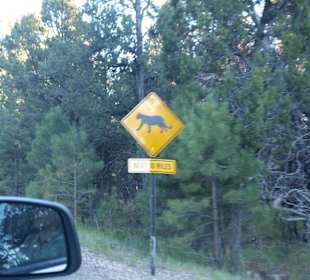 Warnung vor Berglöwen