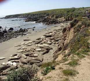 Und noch mehr Seeelefanten