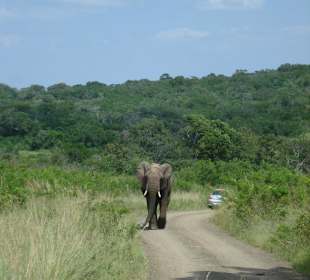 Der Elefant kam direkt auf uns zu
