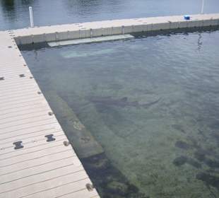 Hai im Nebenbassin