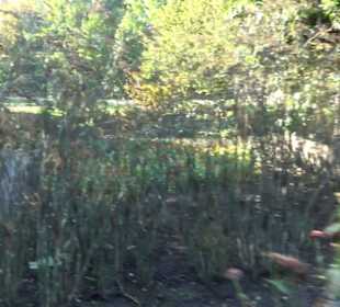 Botanischer Garten