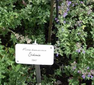 Rosengarten auf der Roseninsel