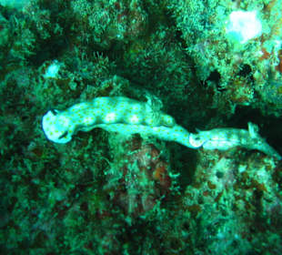 Pyjama- Nacktschnecken