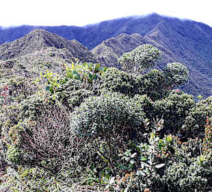 Podocarpus Nationalpark