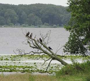 Kormorane ruhen sich aus