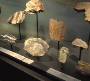 Museum der Naturkunde