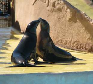 Seelöwenshow
