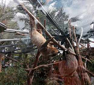 Loro Park - warty zwiedzania