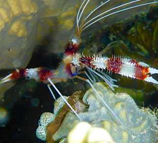 Hausriff Prince John Dive Resort 