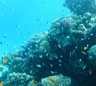 Artenreiche Unterwasserwelt
