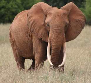 Eindrücke im Tsavo Ost; Elefant