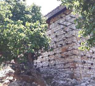 Ali's Ausflüge Avsallar