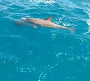 Schwimmen mit Delfinen