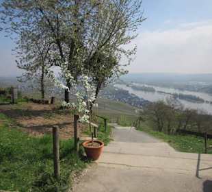 Am Restaurant Rebenhaus 