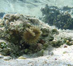 Wie Blumen unter Wasser am Carnelia Beach Resort