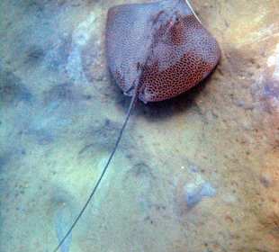 Leopardenrochen am Hausriff Lahami