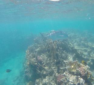 Домашний риф