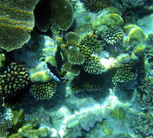 Faszinierende Unterwasserwelt